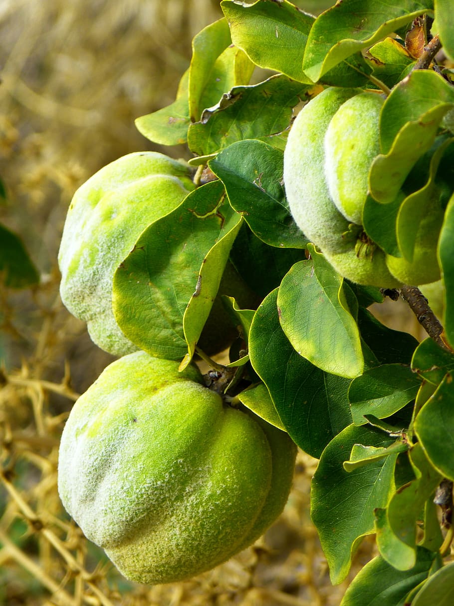quince, fruit, plant, leaf, tree, pome fruit, rose greenhouse HD wallpaper
