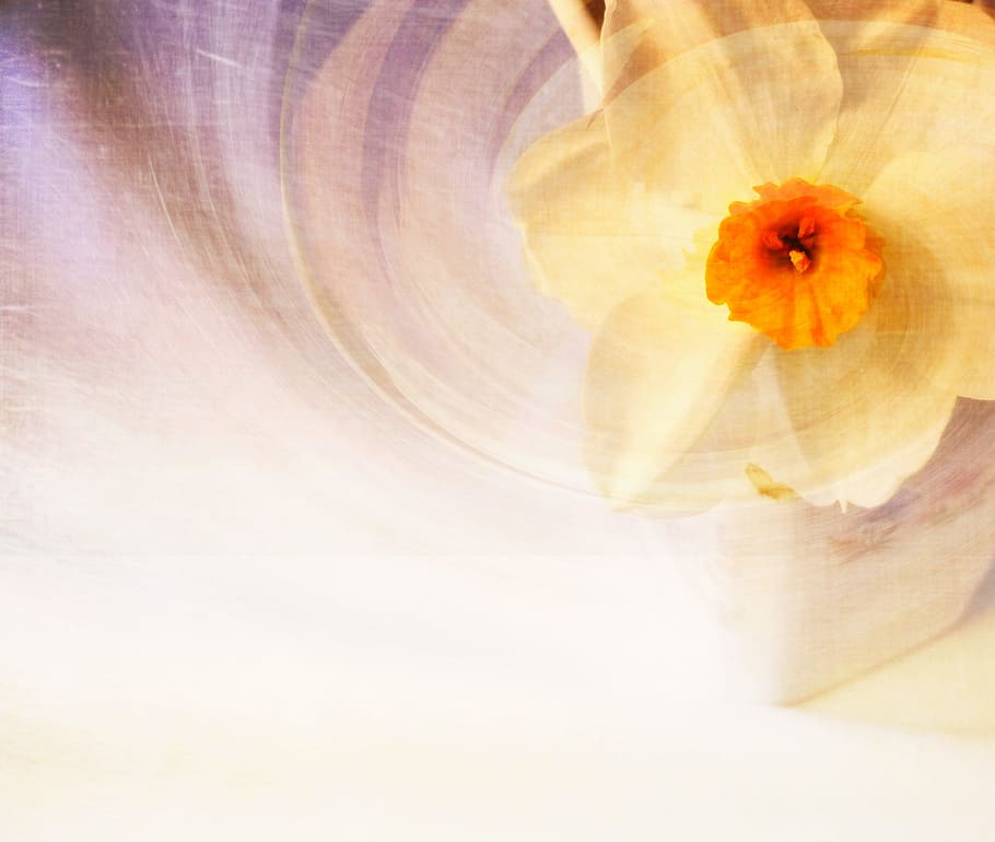 Daffodil, Flower, Spring, Nature, Design, purple, art, color HD wallpaper