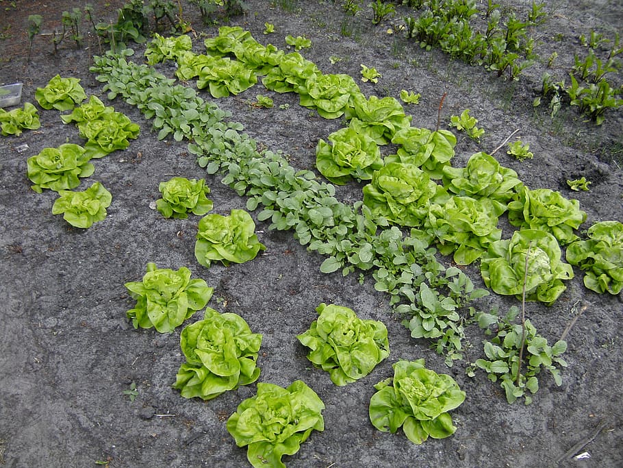 garden of green leafed plants, kitchen garden, vegetable, lettuce HD wallpaper