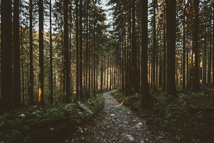 landscape photo of trees, photo of forest, path, rock, sunlight HD wallpaper