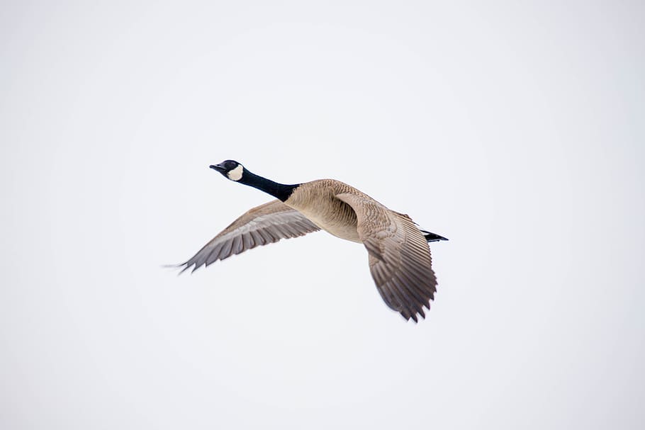 canada goose, fly, animals in the wild, animal wildlife, bird, HD wallpaper