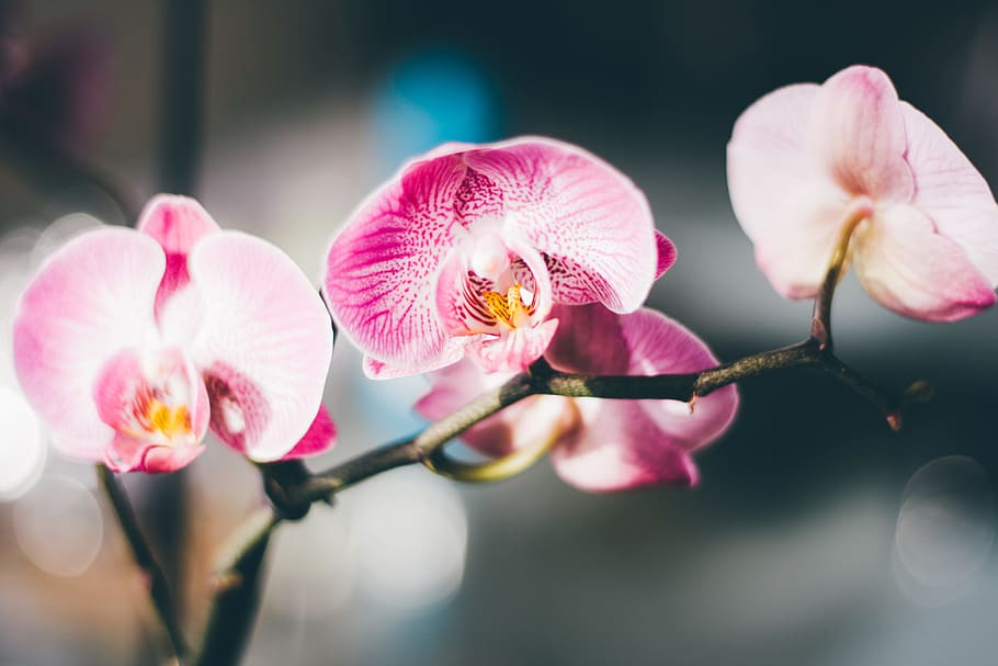 Close-Up Photography of a Pink and White Moth Orchid, bloom, blossom HD wallpaper
