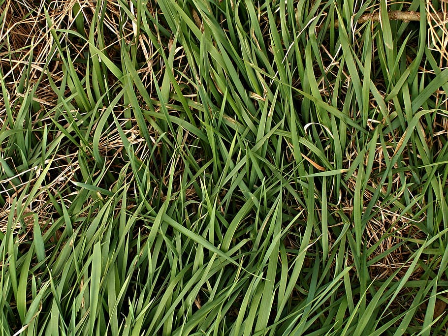 Sedge, Grass, Dry, Spring, Straws, dry grass, green color, full frame HD wallpaper