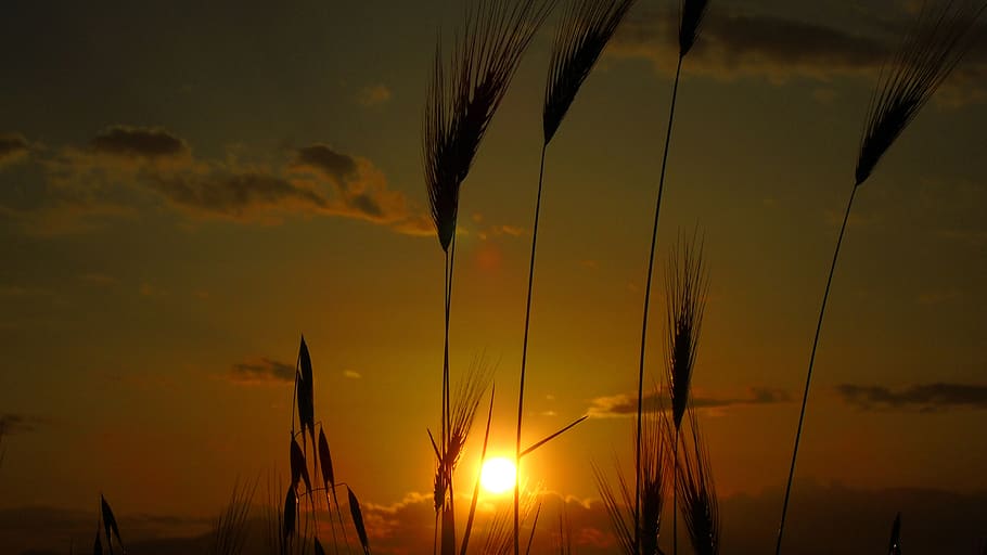 sunset, dusk, dawn, sky, beauty in nature, tranquility, scenics - nature HD wallpaper