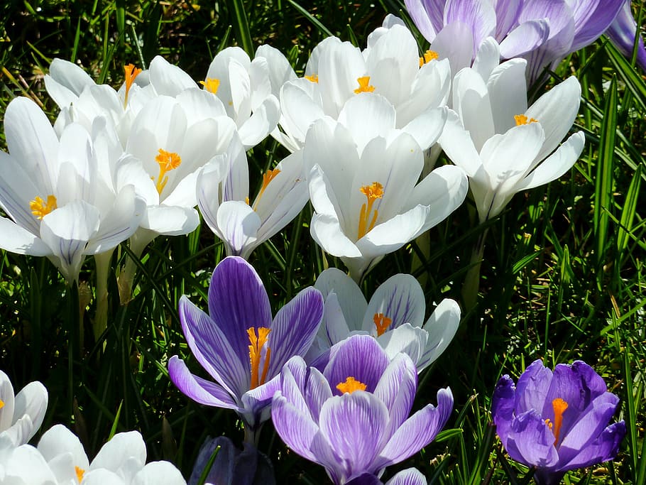 blue, flower bracts, early bloomer, spring, garden, tubers, HD wallpaper