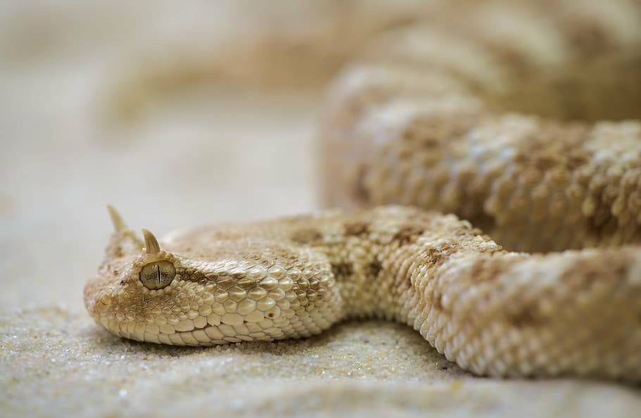 brown rattlesnake on sand, terrarium, toxic, animal, wildlife HD wallpaper