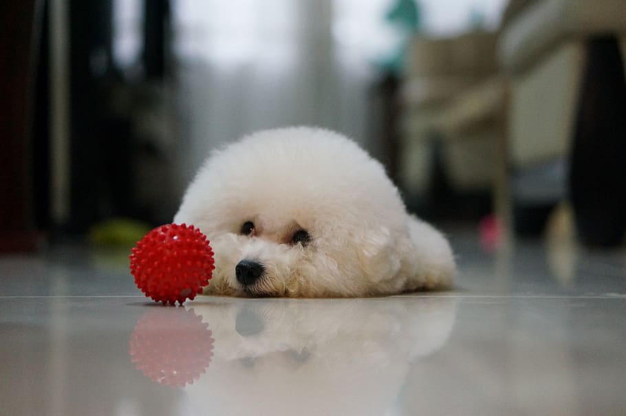 dog, pets, indoor, reflection, one animal, mammal, animal themes HD wallpaper