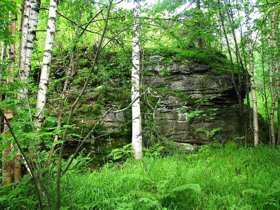 forest, big lump, stone, grass, day, summer, green, stones HD wallpaper