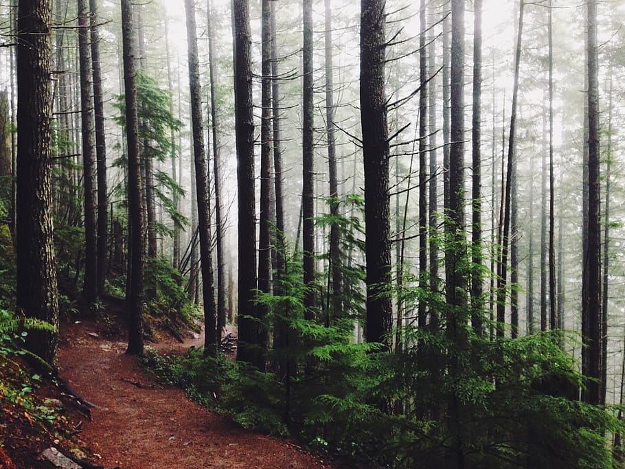landscape photography of trees, forest, mist, day, time, woods HD wallpaper