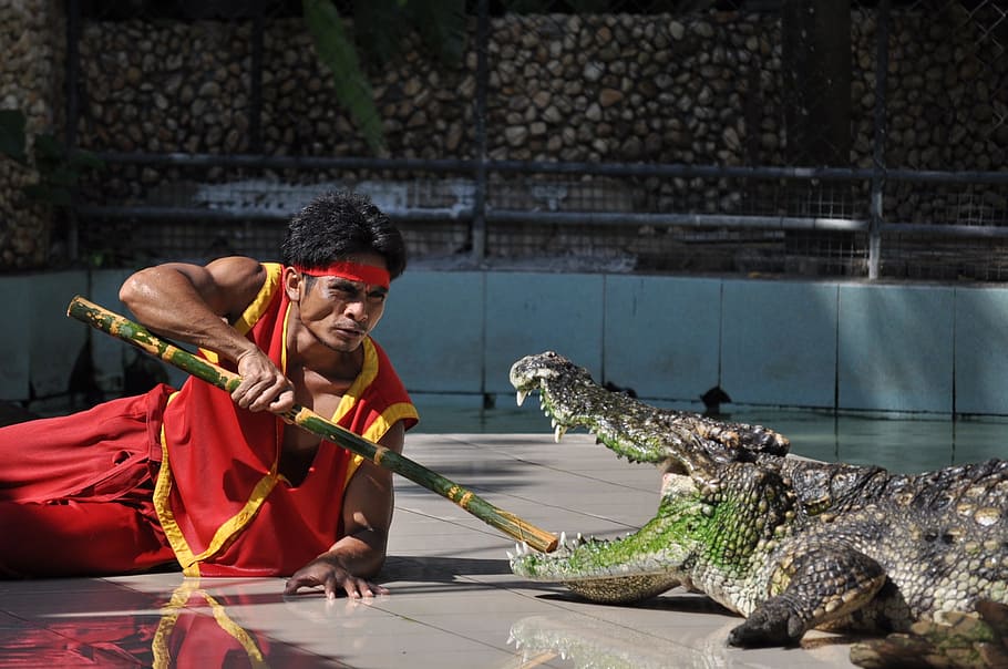 phuket, phuket zoo, crocodile, one person, water, holding, young adult HD wallpaper