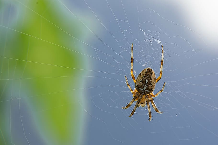 spider, cobweb, depend, hunt, nature, network, fear, disgust HD wallpaper