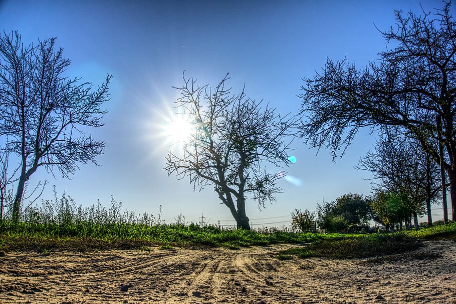 sun, sunbeam, back light, mood, sky, blue, nature, tree, autumn HD wallpaper