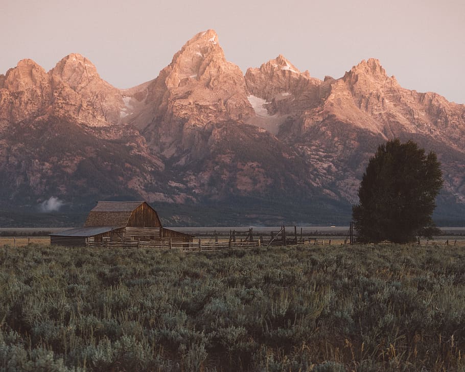 brown wooden barn near tall dress at daytime, landscape photography of mountain HD wallpaper