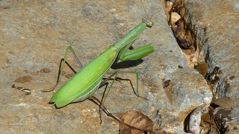 Nature, Bug, green, insect, animal, praying Mantis, wildlife HD wallpaper