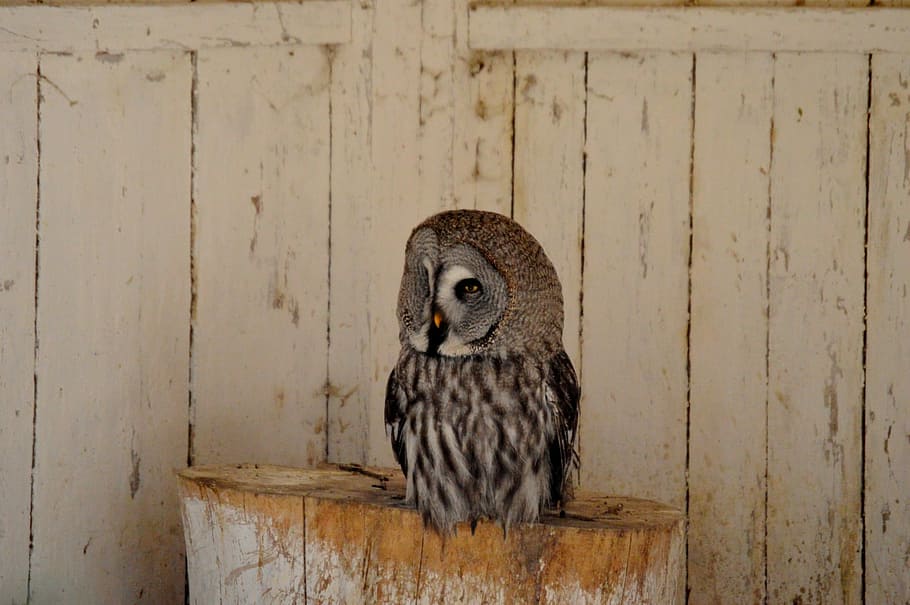 Owl, Bird, Feather, Plumage, Animal, nature, wood - material HD wallpaper