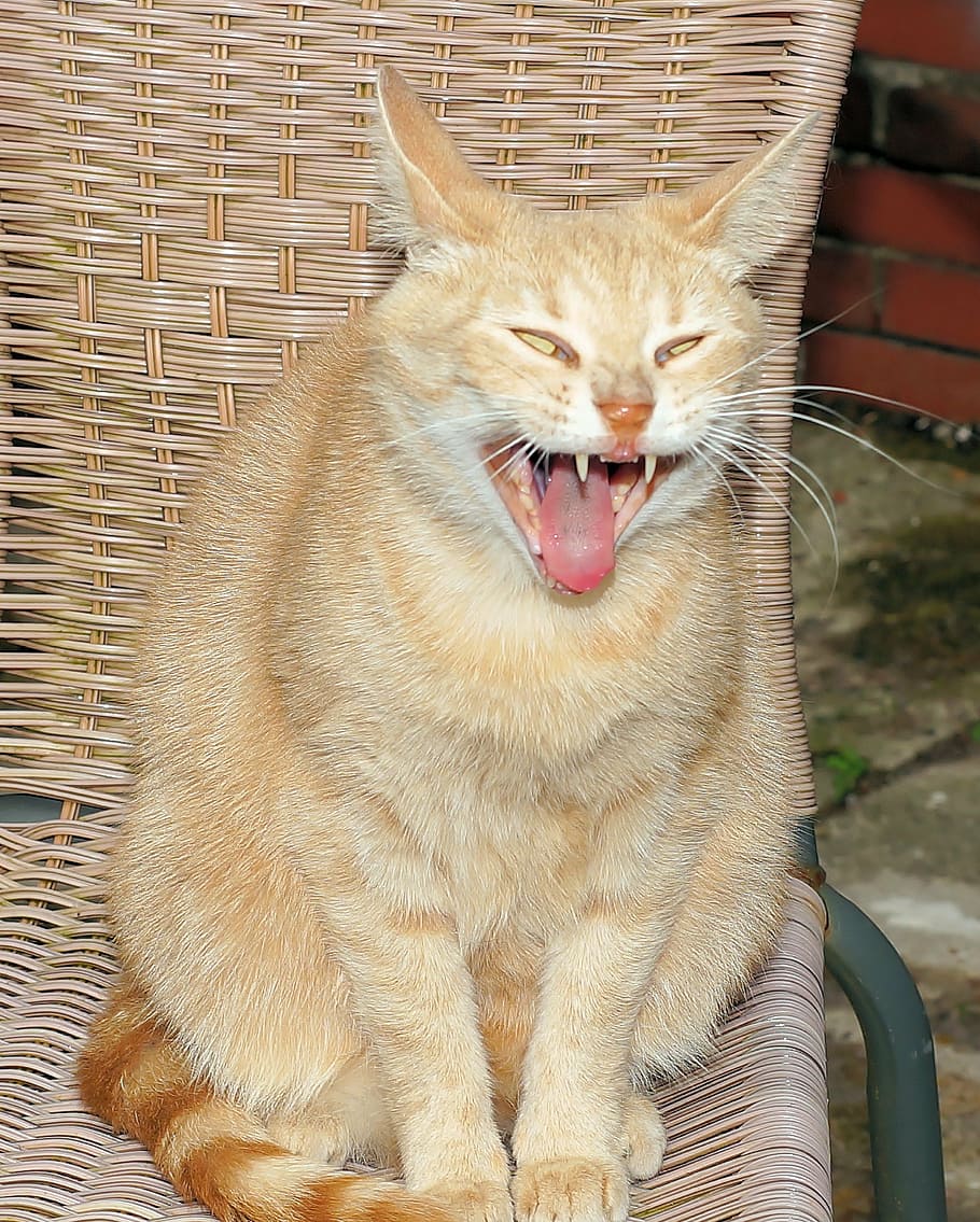 orange tabby cat sitting on brown rattan chair, female, dear, HD wallpaper