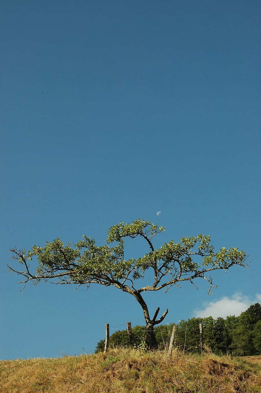 Tree, Meadow, Moon, Landscape, sky, fruit tree, single tree HD wallpaper