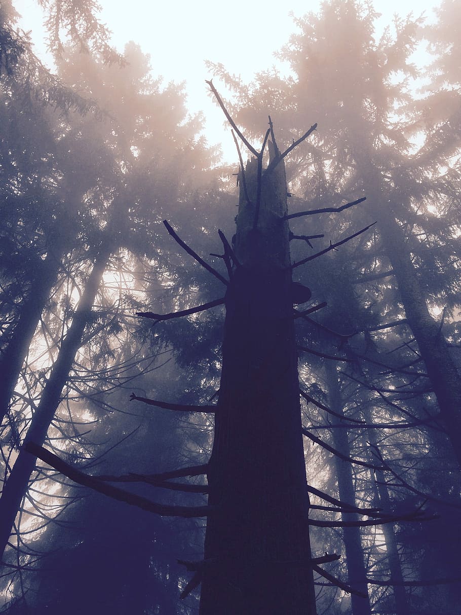 Log, Forest, Tree, Moss, Nature, Crap, fog, mistical, park HD wallpaper