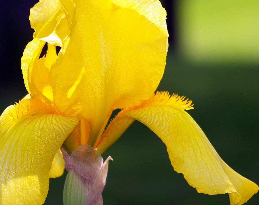 Yellow, Iris, Iris, Flower, Flower, Petals, Blooming, blooms HD wallpaper