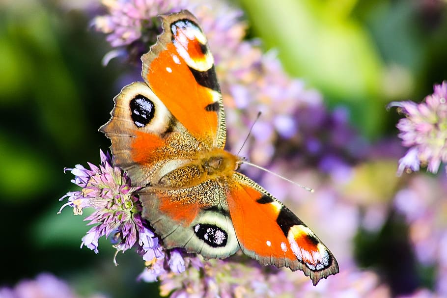 butterfly, animals, nature, colorful, insect, peacock, butterfly - Insect, HD wallpaper