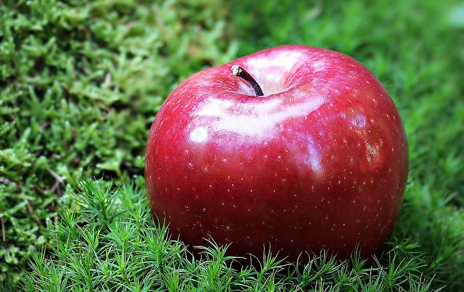 red apple on green grass, red chief, fruit, frisch, vitamins HD wallpaper