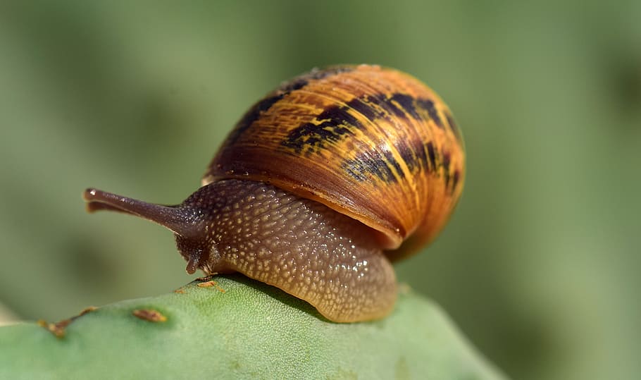 snail, cactus, macro, reptile, nature, shell, spiral, mollusk, HD wallpaper