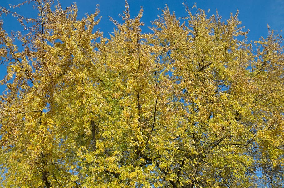 Yellow, Autumn, Tree, Leaves, blue, nature, leaf, outdoors HD wallpaper