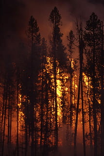 Wildfire, Forest, Fire, Blaze, Smoke, trees, heat, burning HD wallpaper