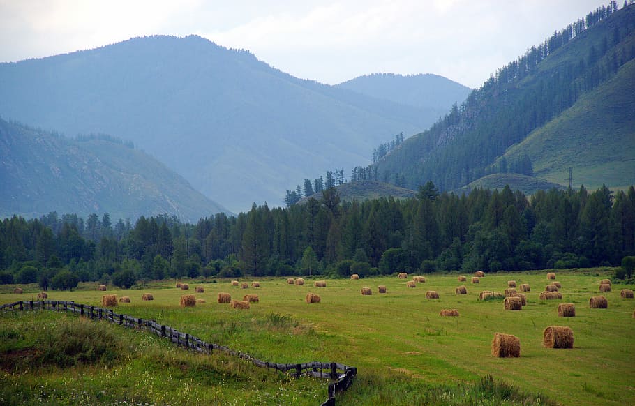 green tree lot at daytime, mountain altai, landscape, mountains HD wallpaper