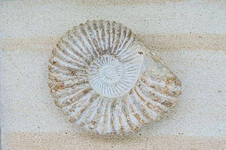 ammonit, petrification, prehistoric times, fossils, shell, wall, HD wallpaper