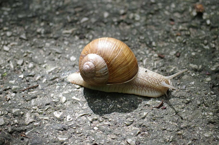 snail, conch, slow, insects, slimy, animal wildlife, mollusk, HD wallpaper