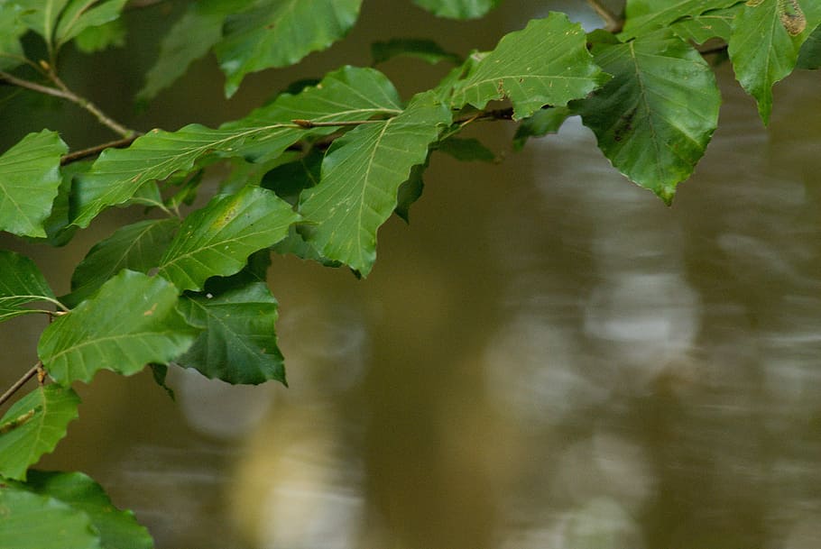 Foliage, Beech Forest, Branches, nature, water, reflections HD wallpaper