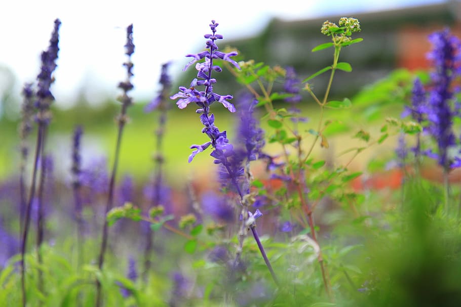 nature, sky, sun, flower, purple, plant, summer, lavender, outdoors HD wallpaper