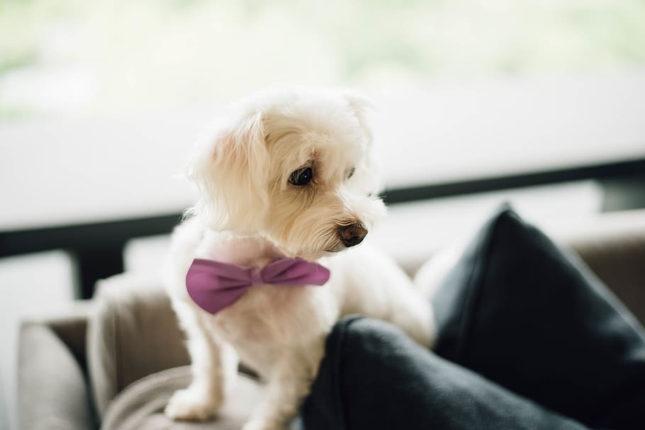 shallow focus photography of adult Maltese, puppy, bow tie, cute
