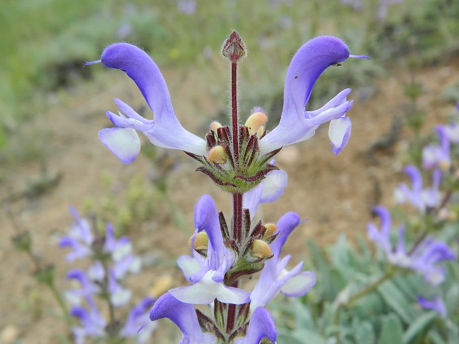 wild chichewa, herbaceous, beautiful, flower, flowering plant HD wallpaper