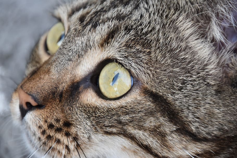 cat, sweet, dear, kitten, tiger cat, domestic cat, green eyes HD wallpaper