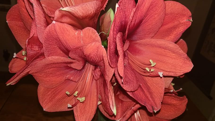 christmas, flower, red, flowering plant, petal, fragility, vulnerability HD wallpaper