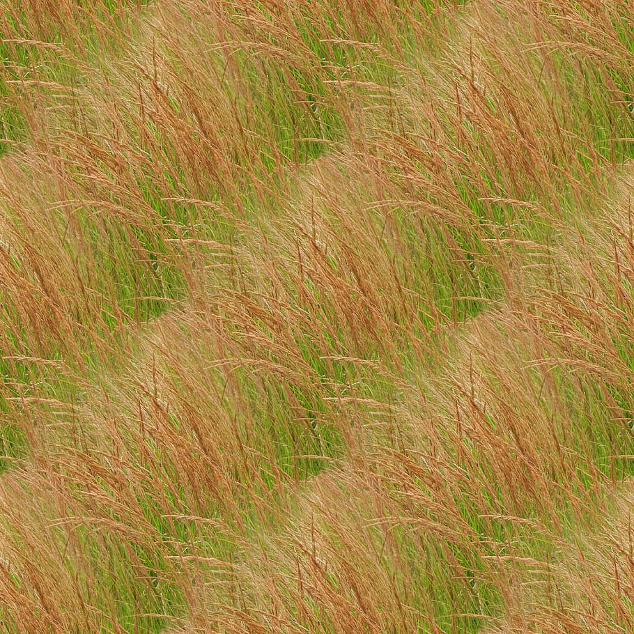 texture, plants, herb, nature, pattern, surface, seamless, grass HD wallpaper