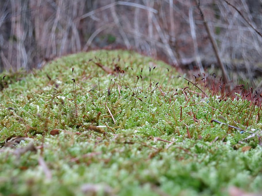 moss, macro, nature, close, plant, selective focus, land, growth HD wallpaper