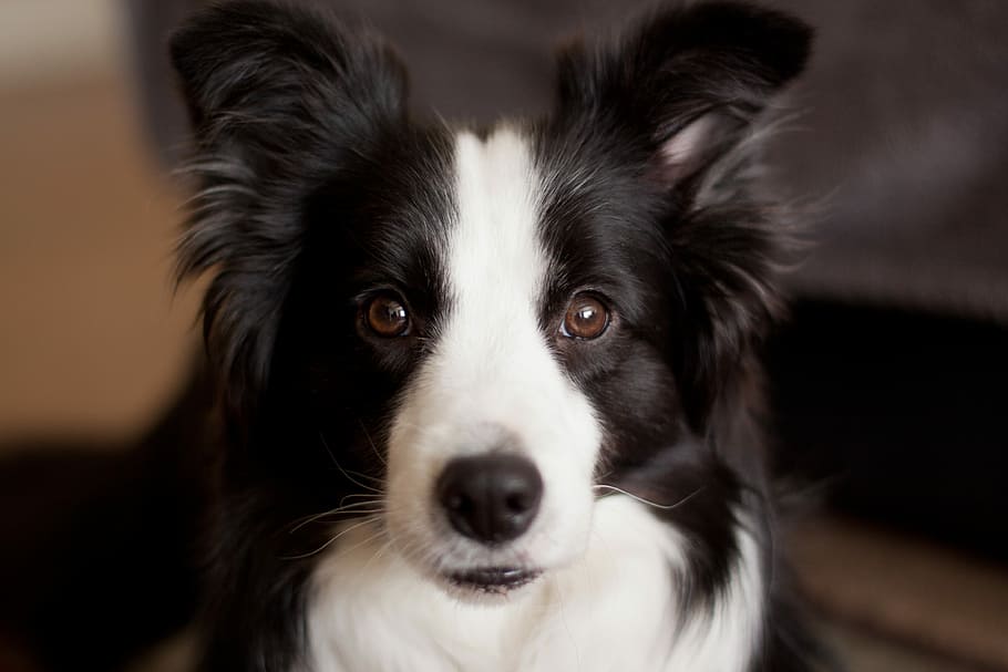 long-coated white and black dog closeup photo, close-up photography of black and white dog HD wallpaper