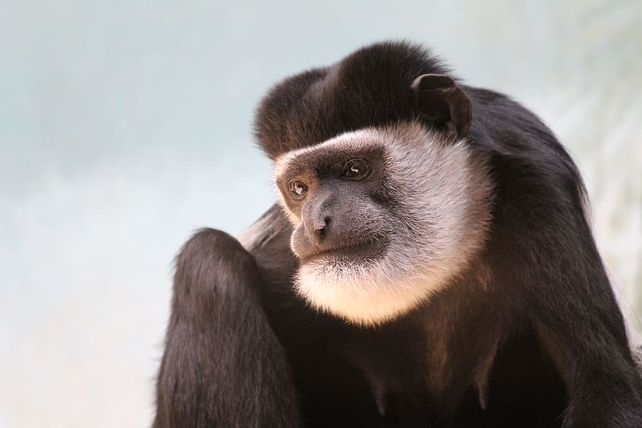 monkey, zoo, wild, animal wildlife, mammal, primate, animals in the wild HD wallpaper