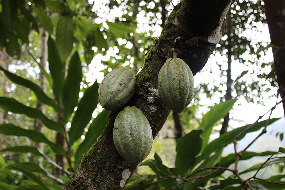 Tree, Fruit, Coca, Chocolate, Nature, plant, food, garden, natural HD wallpaper