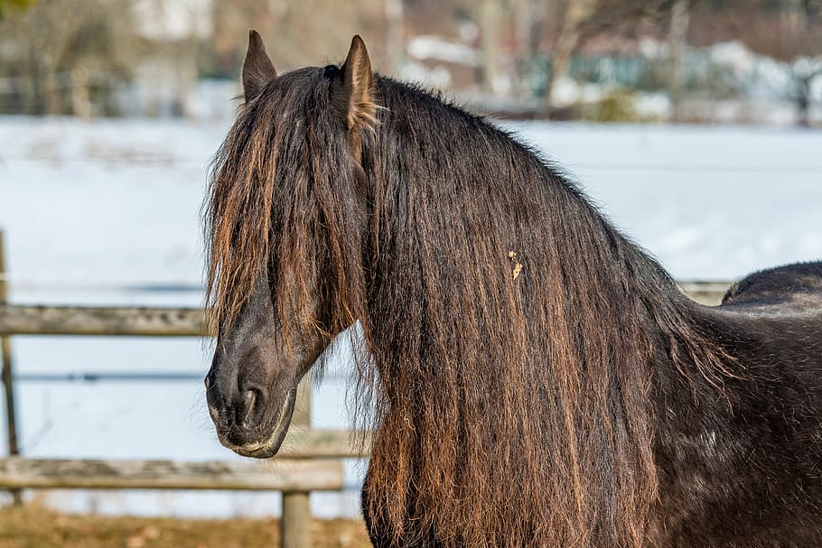 brown horse near fence, coupling, black forest, meadow, horse head HD wallpaper