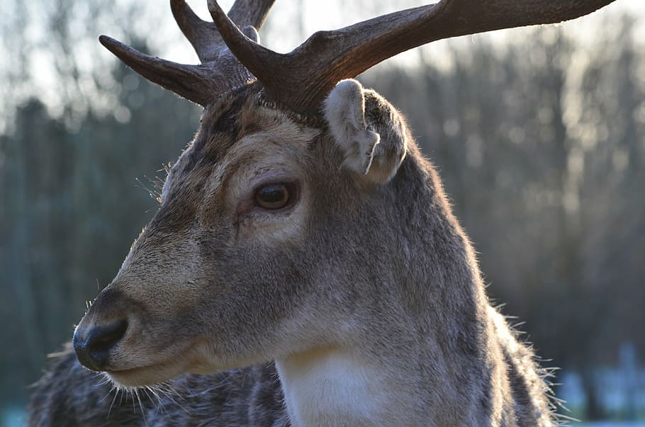 wild, hirsch, forest, roe deer, animal, wildlife park, antler HD wallpaper
