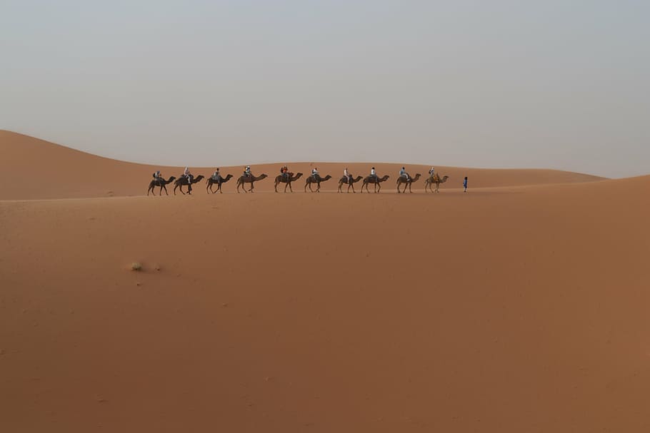 desert, dromedary, morocco, camel, sand Dune, africa, sahara Desert, HD wallpaper