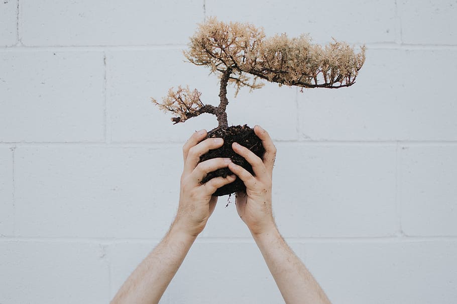person holding brown leafed plant, person holding tree miniature beside brick wall outdoor HD wallpaper
