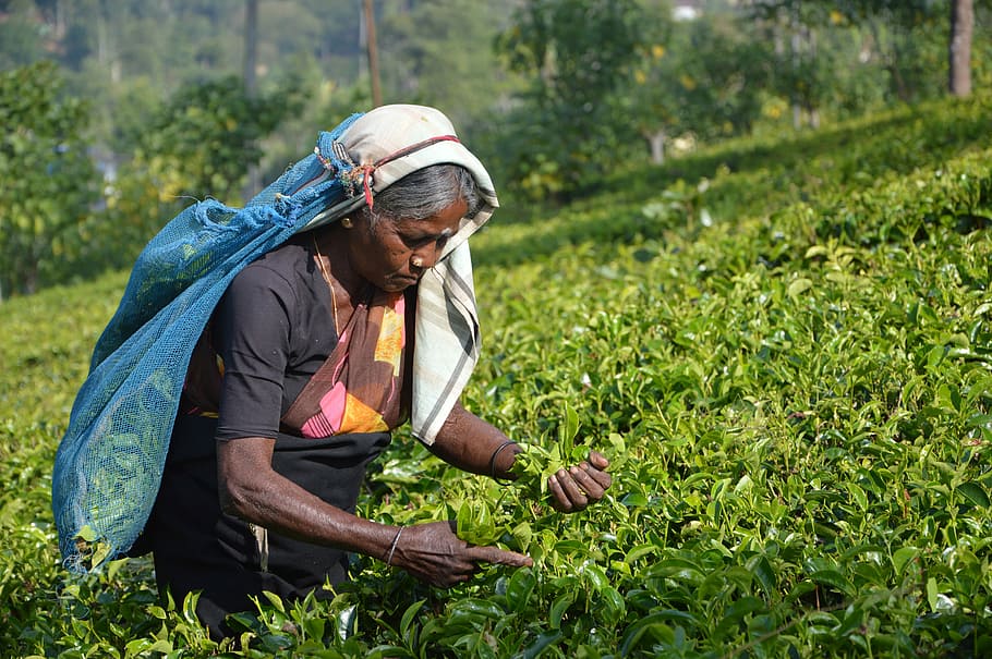 Picking Tea Leaves, harvest, worker, farmer, agriculture, field, crop