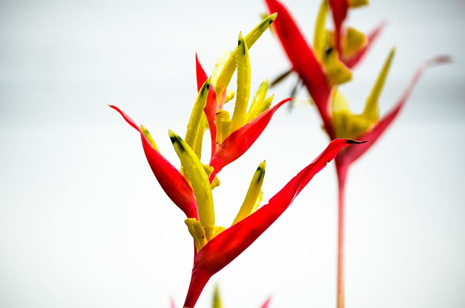 nature, leaf, flower, after rain, plant, red, bright, color HD wallpaper