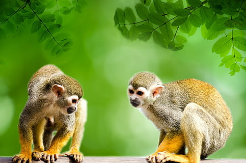 two monkeys looking downward, amazon, squirrel, rainforest HD wallpaper