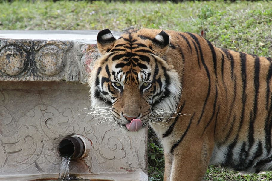 Tiger, Sumatran, Predator, berani, animal, striped, mammal HD wallpaper